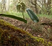 Helecho lengua de venado / Elaphoglossum sp. 4 (Polypodiales, Dr