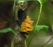 Coenogonium sp. 2 (Ostropales, Coenogoniaceae) - Bioexploradores