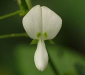 Pegapega, Amor seco / Desmodium sp. 1 (Fabales, Fabaceae) - Bioe