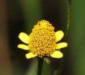 Bot.n de oro / Acmella sp. (Asterales, Asteraceae) - Bioexplorad