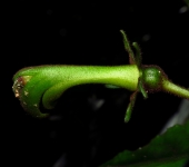 Burmeistera sp. 3 Burmeistera sp. 3 (Asterales, Campanulaceae) - Bioexploradores