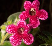 Kohleria sp. 3 Caracola / Kohleria sp. 3 (Lamiales, Gesneriaceae) - Bioexplorad