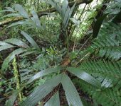 Geonoma sp. 1 Palmicho / Geonoma sp. 1 (Arecales, Arecaceae) - Bioexploradores