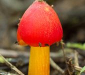 Hygrocybe sp. 1 Hygrocybe sp. 1 (Agaricales, Hygrophoraceae) - Bioexploradores