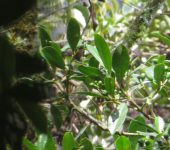 Silbo silbo / Hedyosmum sp. 2 (Chloranthales, Chloranthaceae) -