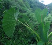 Bore, Papa china / Colocasia sp. (Alismatales, Araceae) - Bioexp