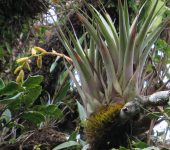 Racinaea sp. (Poales, Bromeliaceae) - Bioexploradores