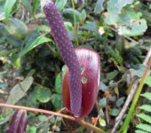 Anturio / Anthurium sp. 1 (Alismatales, Araceae) - Bioexplorador