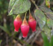 Themistoclesia sp. Themistoclesia sp. (Ericales, Ericaceae) - Bioexploradores