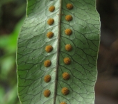 Microgramma sp. (Polypodiales, Polypodiaceae) - Bioexploradores