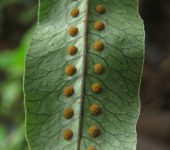 Microgramma sp. (Polypodiales, Polypodiaceae) - Bioexploradores