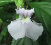 Pombalia sp. Pombalia sp. (Malpighiales, Violaceae) - Bioexploradores