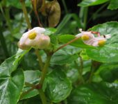 Begonia sp. 2 Begonia / Begonia sp. 2 (Cucurbitales, Begoniaceae) - Bioexplora