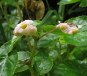 Begonia / Begonia sp. 2 (Cucurbitales, Begoniaceae) - Bioexplora