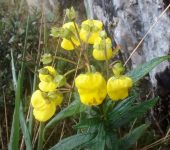 Zapatico / Calceolaria sp. (Lamiales, Calceolariaceae) - Bioexpl