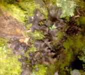 Líquen de piel / Peltigera sp. (Peltigerales, Peltigeraceae) - B