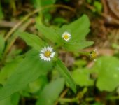 Estrellita / Galinsoga sp. (Asterales, Asteraceae) - Bioexplorad