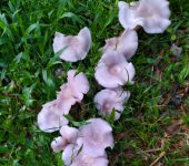 Lepista sp. (Agaricales, Clitocybaceae) - Bioexploradores