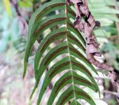 Blechnum sp. 1 Helecho pluma / Blechnum sp. 1 (Polypodiales, Blechnaceae) - Bio