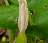 Rascadera / Xanthosoma sp. 2 (Alismatales, Araceae) - Bioexplora