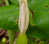 Rascadera / Xanthosoma sp. 2 (Alismatales, Araceae) - Bioexplora