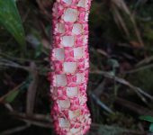 Sphaeradenia sp. (Pandanales, Cyclanthaceae) - Bioexploradores