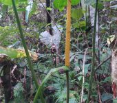 Anturio / Anthurium sp. 11 (Alismatales, Araceae) - Bioexplorado