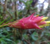 Guzmania sp. 1 (Poales, Bromeliaceae) - Bioexploradores