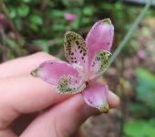 Cortapico / Bomarea sp. 2 (Liliales, Alstroemeriaceae) - Bioexpl