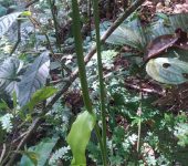 Anturio / Anthurium sp. 7 (Alismatales, Araceae) - Bioexplorador