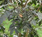 Guamo / Inga sp. 2 (Fabales, Fabaceae) - Bioexploradores