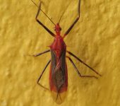 Repipta sp. (Hemiptera, Reduviidae) - Bioexploradores