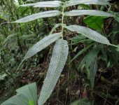 Serpocaulon sp. (Polypodiales, Polypodiaceae) - Bioexploradores