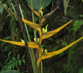 Heliconia amarilla / Heliconia sp. 1 (Zingiberales, Heliconiacea