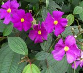 Allomaieta sp. nov. (Myrtales, Melastomataceae) - Bioexploradore