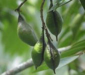 Swartzia sp. 1 (Fabales, Fabaceae) - Bioexploradores