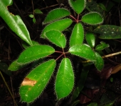 Sciodaphyllum sp. 3 Pategallina / Sciodaphyllum sp. 3 (Apiales, Araliaceae) - Bioexp