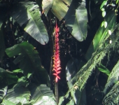 Heliconia / Heliconia sp. 3 (Zingiberales, Heliconiaceae) - Bioe