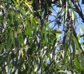 Eucalipto / Eucalyptus sp. (Myrtales, Myrtaceae) - Bioexplorador