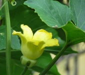 Calycophysum sp. Calycophysum sp. (Cucurbitales, Cucurbitaceae) - Bioexploradores