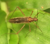 Collaria sp. (Hemiptera, Miridae) - Bioexploradores