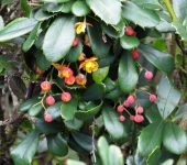 U.a de gato, Espino, Tachuelo / Berberis sp. (Ranunculales, Berb