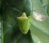 Thyanta sp. (Hemiptera, Pentatomidae) - Bioexploradores