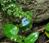 Hierba del pollo / Commelina sp. (Commelinales, Commelinaceae) -
