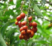 Ciruelo / Bunchosia sp. (Malpighiales, Malpighiaceae) - Bioexplo