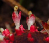 Langsdorffia sp. 1 (Santalales, Balanophoraceae) - Bioexplorador
