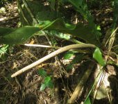 Anturio / Anthurium sp. 10 (Alismatales, Araceae) - Bioexplorado
