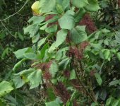 Pringamosa / Urera sp. (Rosales, Urticaceae) - Bioexploradores