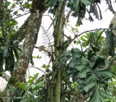 Aiphanes sp. 1 Palma de corozo / Aiphanes sp. 1 (Arecales, Arecaceae) - Bioexpl