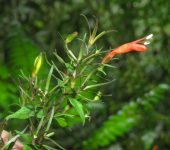 Stenostephanus sp. 1 (Lamiales, Acanthaceae) - Bioexploradores